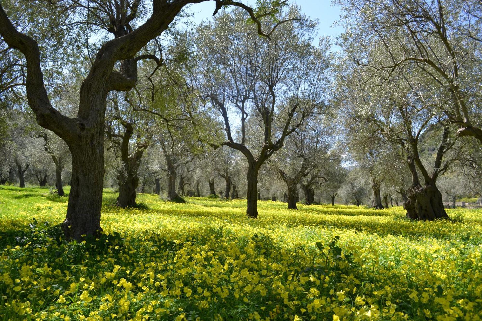 Agriturismo Malena Amica Exteriér fotografie